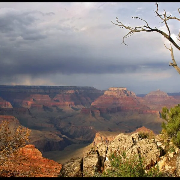 A vivid view of the Grand Canyon with dark storm clouds overhead, the sun highlighting red rock formations, and an old, leafless tree in the foreground.