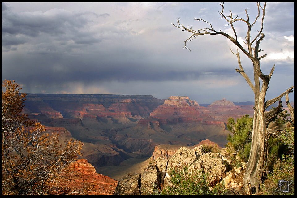 A vivid view of the Grand Canyon with dark storm clouds overhead, the sun highlighting red rock formations, and an old, leafless tree in the foreground.