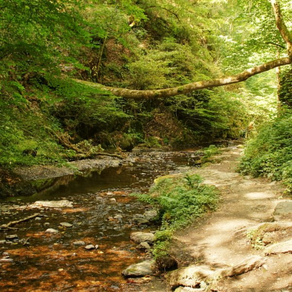 A serene woodland scene with a clear stream flanked by lush greenery and a dirt path running alongside it.