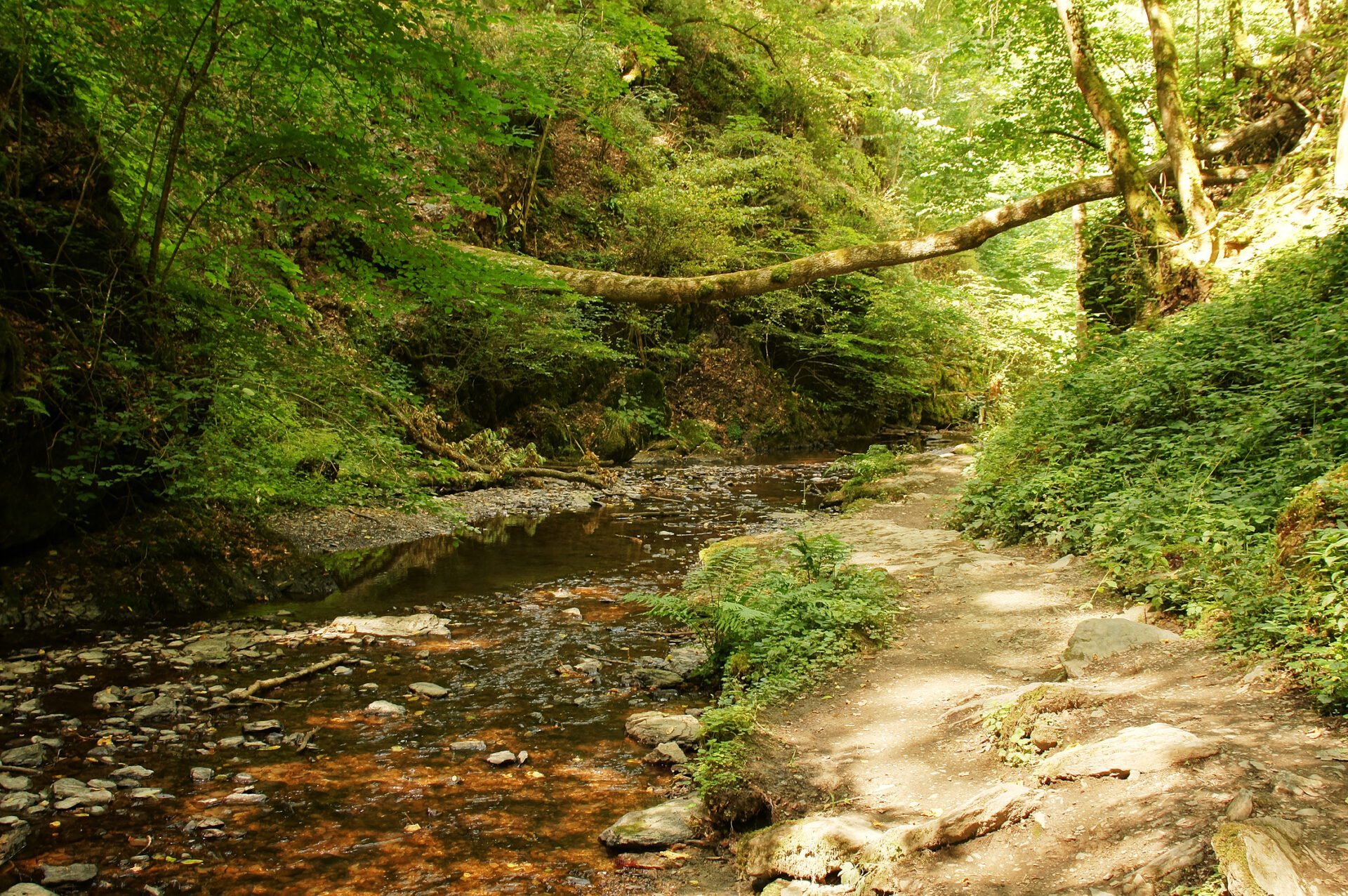 A serene woodland scene with a clear stream flanked by lush greenery and a dirt path running alongside it.