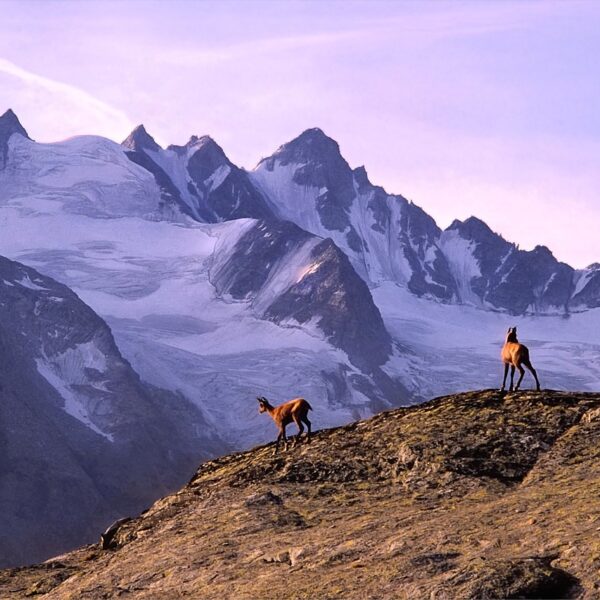 Two horses standing on a rocky mountain ridge with a backdrop of snow-covered peaks and a purple-tinted sky at dusk.