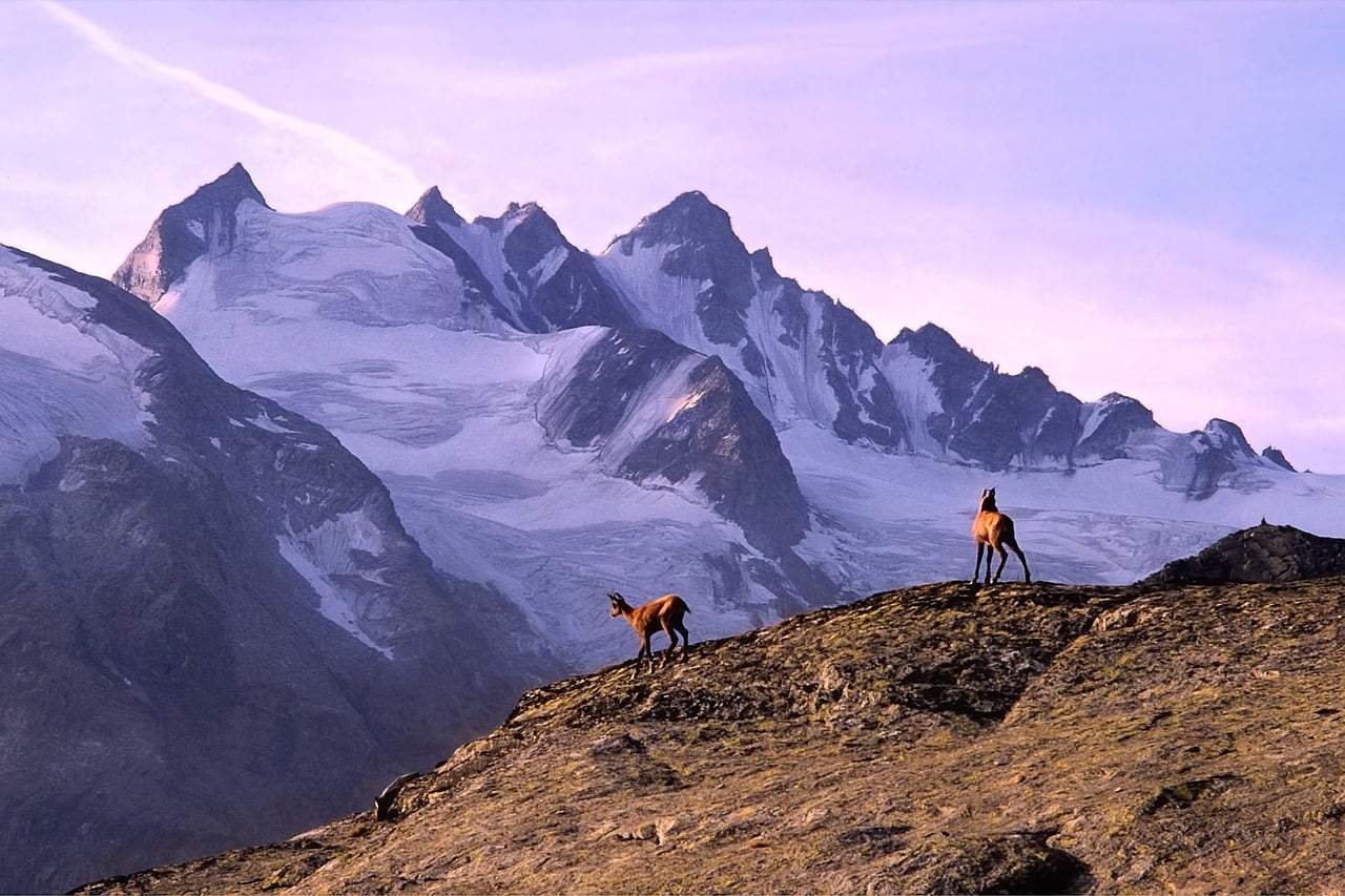Two horses standing on a rocky mountain ridge with a backdrop of snow-covered peaks and a purple-tinted sky at dusk.