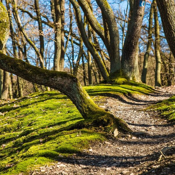 A forest trail meandering between moss-covered tree roots on a sunny day with leafless trees and a clear blue sky in the background.