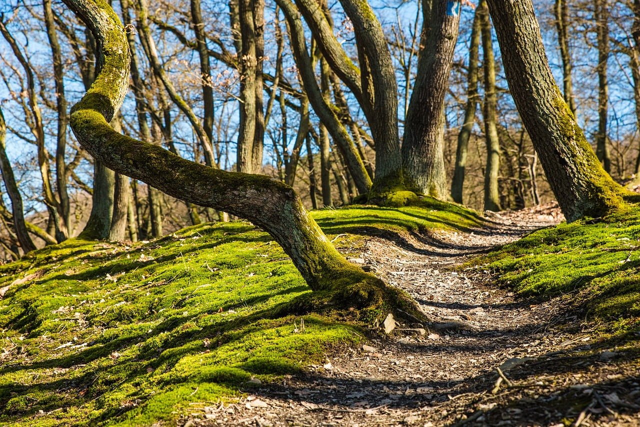 A forest trail meandering between moss-covered tree roots on a sunny day with leafless trees and a clear blue sky in the background.