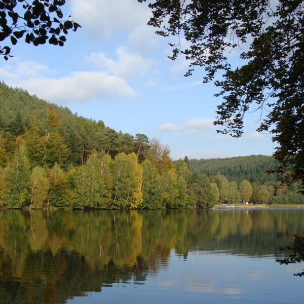 A serene lake reflecting the surrounding forest under a blue sky with silhouettes of leaves in the foreground.