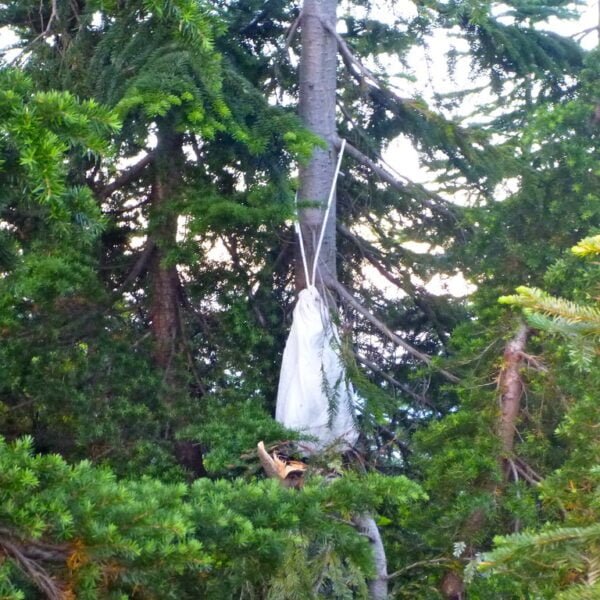 A white cloth or tarp is suspended between evergreen trees in a forested area, with a rope tied around its gathered top.