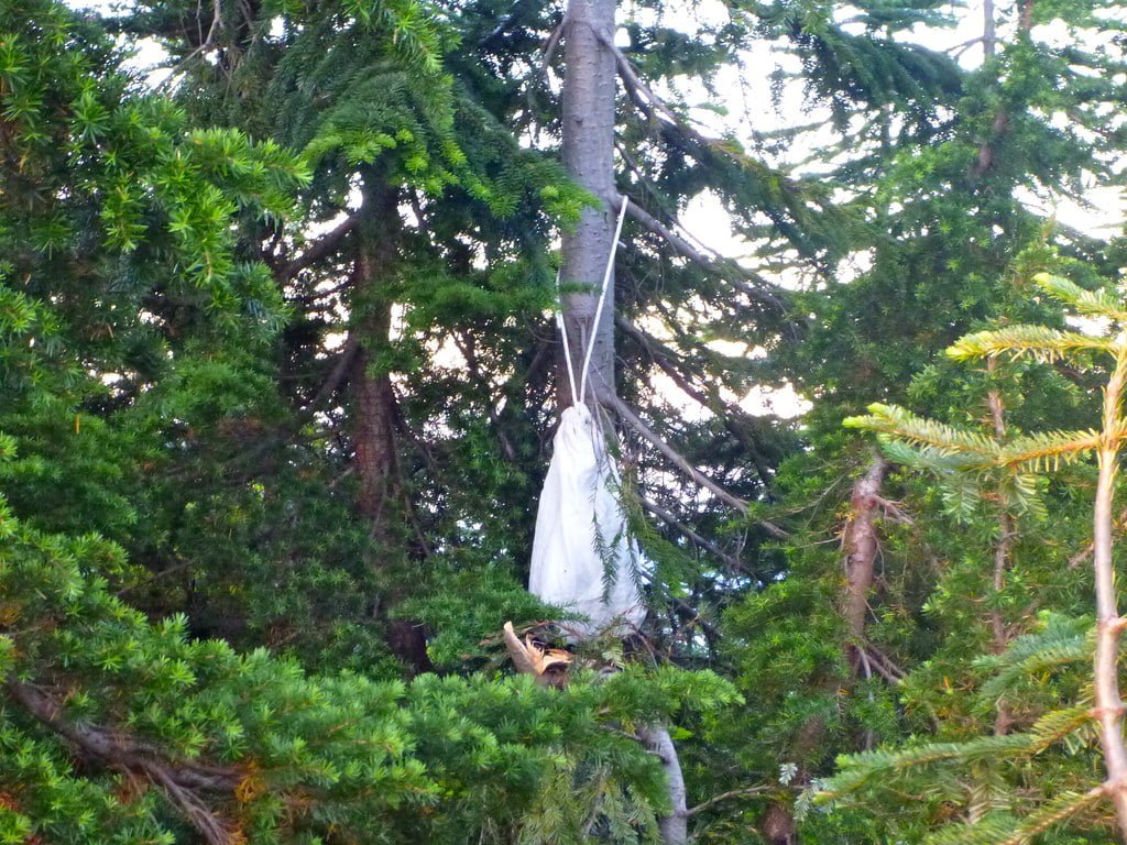 A white cloth or tarp is suspended between evergreen trees in a forested area, with a rope tied around its gathered top.