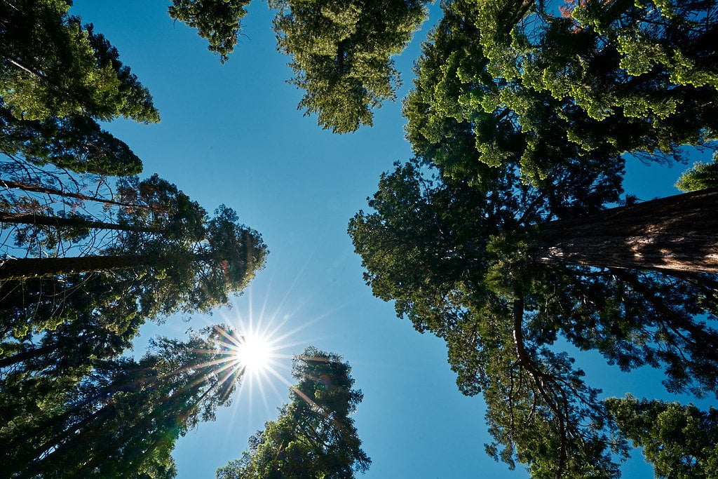 A view from the forest floor looking up at the sky, surrounded by towering trees with the sun bursting through the canopy, creating a starburst effect.