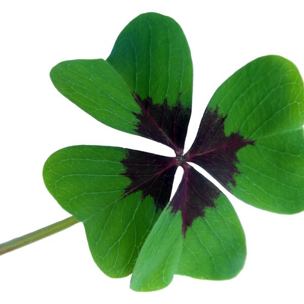 A four-leaf clover with dark markings at the base of each leaf, isolated on a white background.