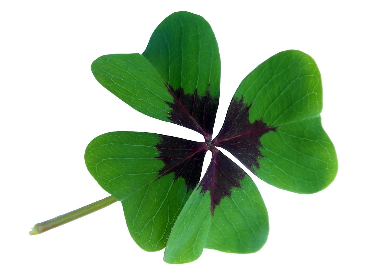 A four-leaf clover with dark markings at the base of each leaf, isolated on a white background.