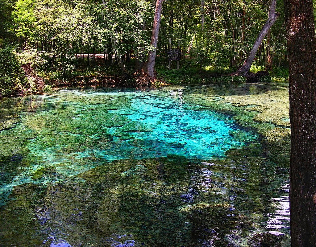 A crystal-clear natural spring surrounded by green forest with a vibrant blue hue visible in the water, indicating depth and clarity.