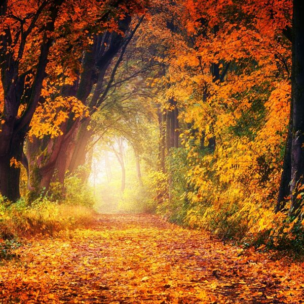 A vibrant autumn forest with a carpet of fallen leaves on a pathway, bathed in soft sunlight filtering through the colorful canopy.