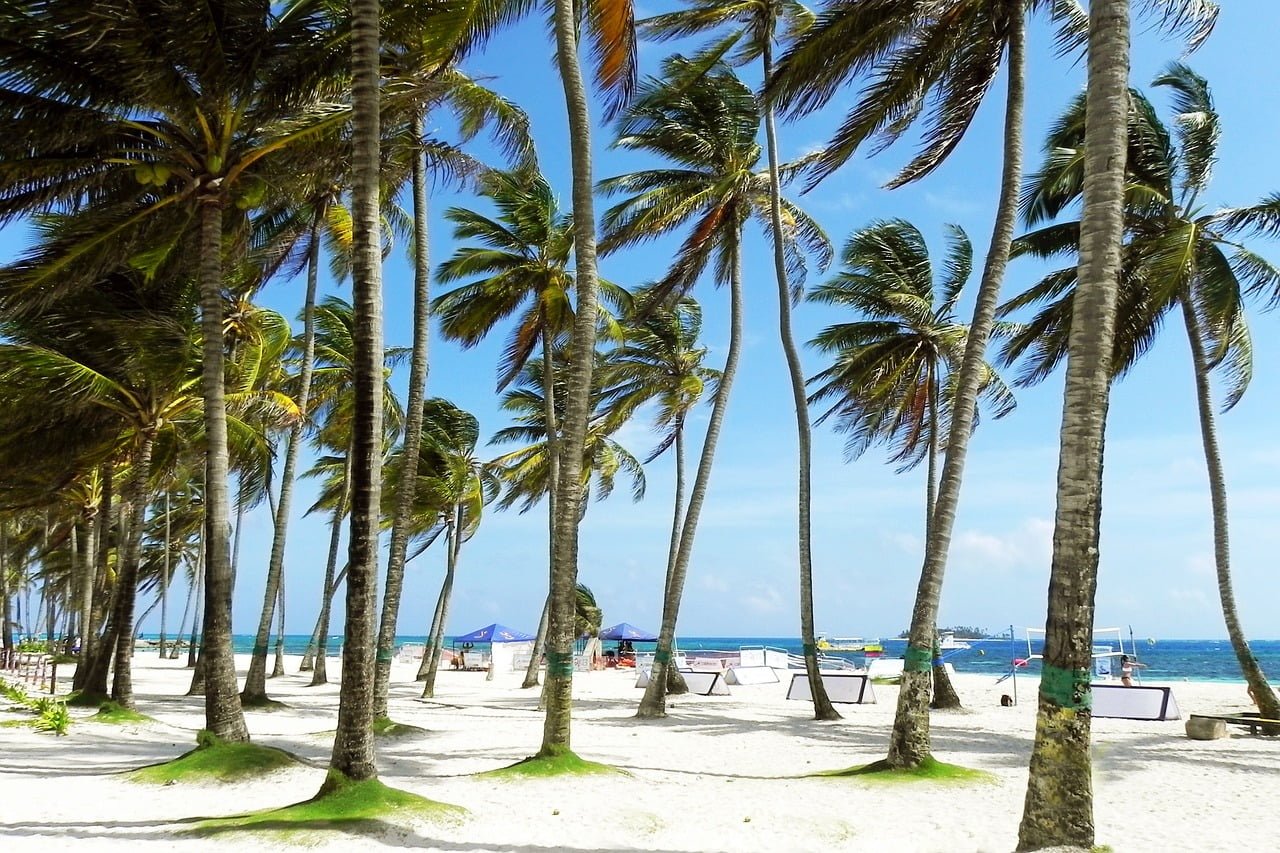A tropical beach with white sand and numerous tall palm trees, with people enjoying the sun, a clear blue sky above, and the calm ocean in the background.