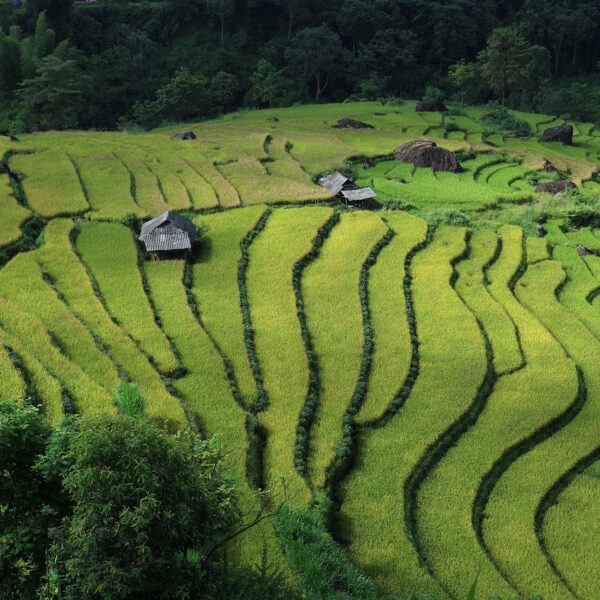 Terraced rice fields with lush greenery and several thatched huts scattered amongst the paddies.