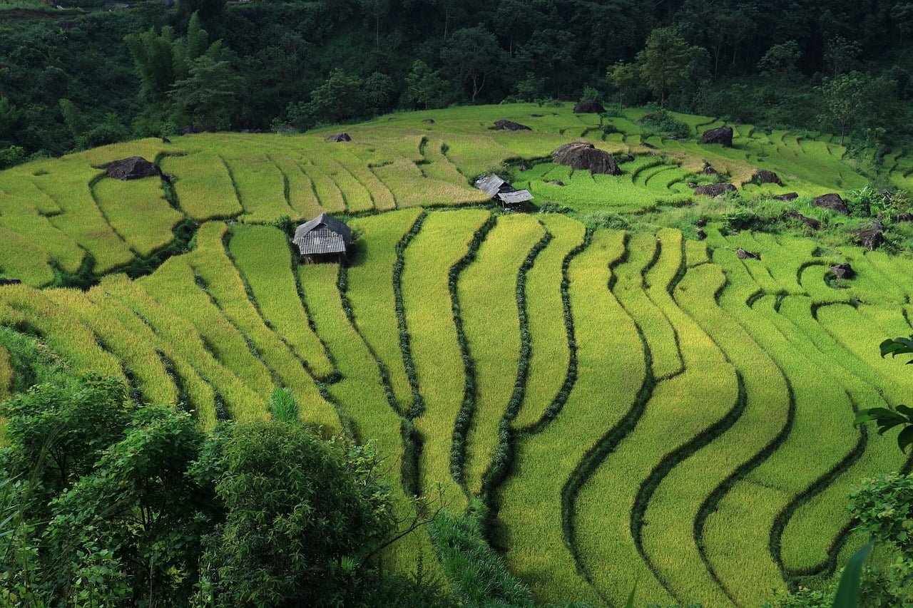Terraced rice fields with lush greenery and several thatched huts scattered amongst the paddies.