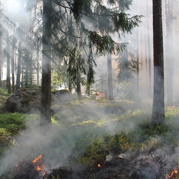 A forest fire with smoke drifting among the trees and sunlight filtering through the haze, highlighting small flames burning the underbrush.