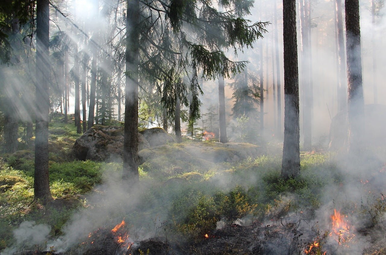 A forest fire with smoke drifting among the trees and sunlight filtering through the haze, highlighting small flames burning the underbrush.