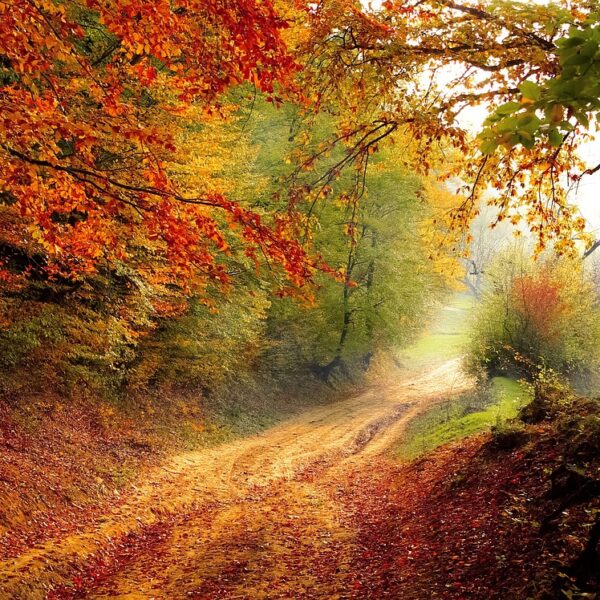 A serene autumn landscape featuring a winding dirt path through a forest with trees displaying vibrant red, orange, and yellow foliage. Sunlight filters softly through the leaves, casting a warm glow on the scene.