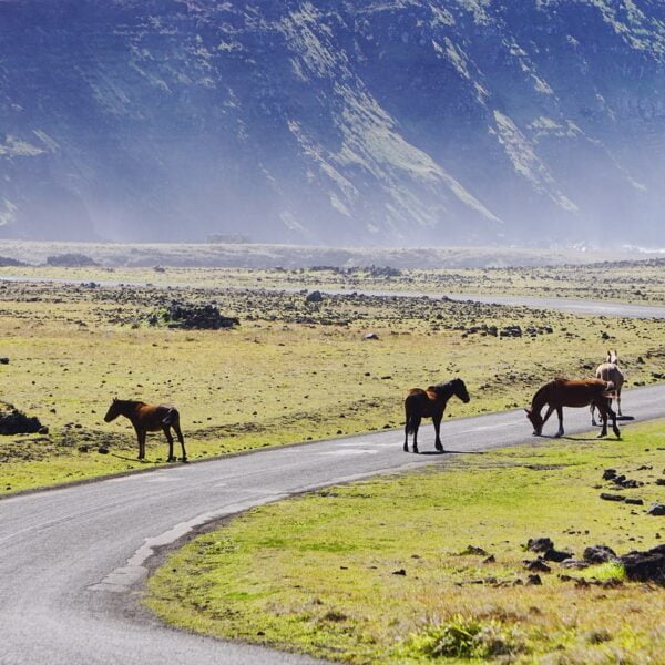 Horses on and alongside a winding road with a backdrop of rocky terrain and mountain slopes.