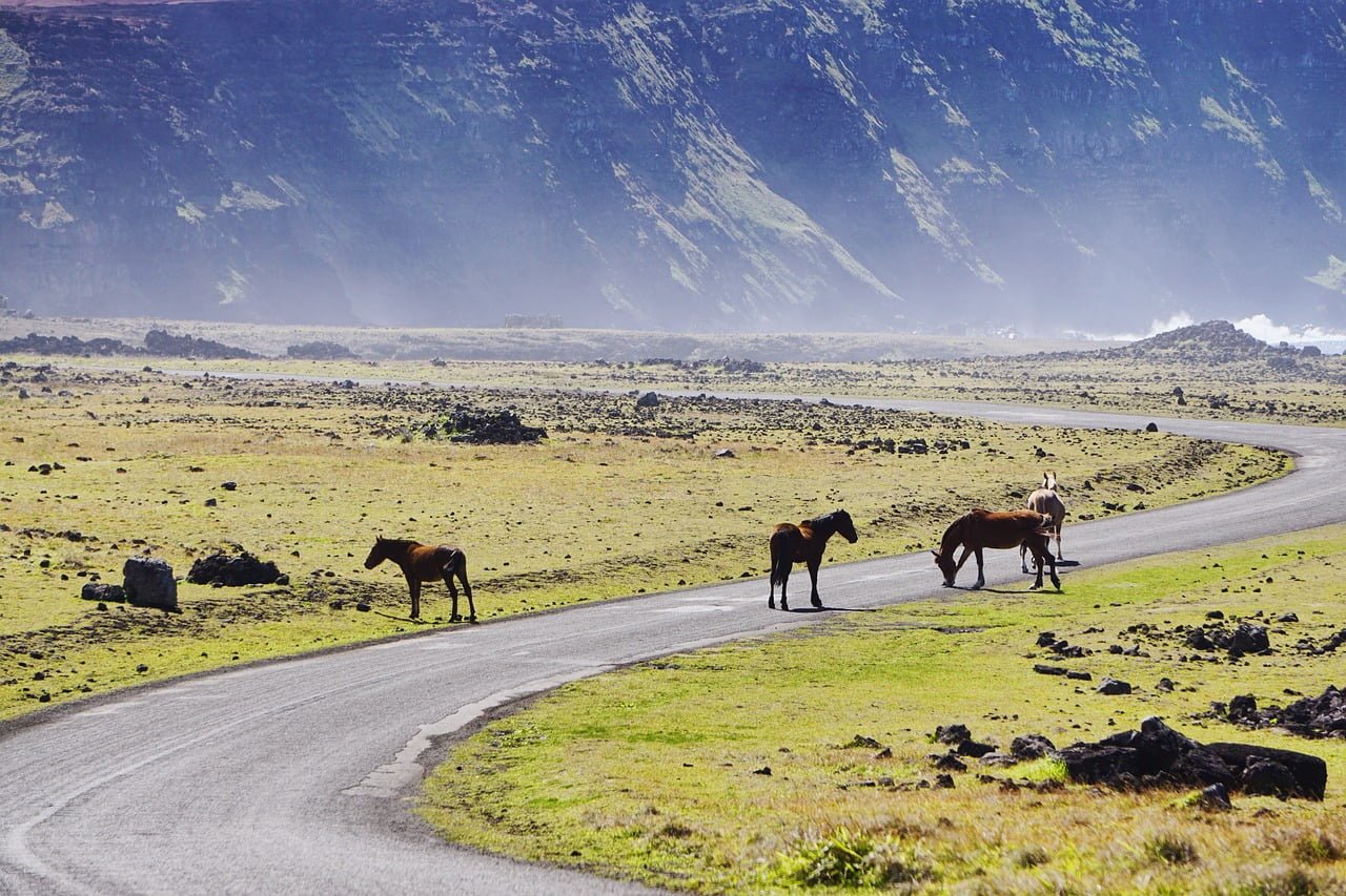 Horses on and alongside a winding road with a backdrop of rocky terrain and mountain slopes.