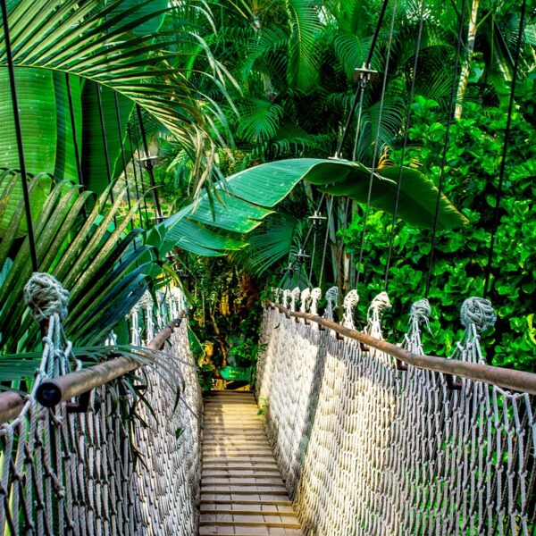 A suspension bridge made of ropes and wooden planks, surrounded by lush tropical greenery.