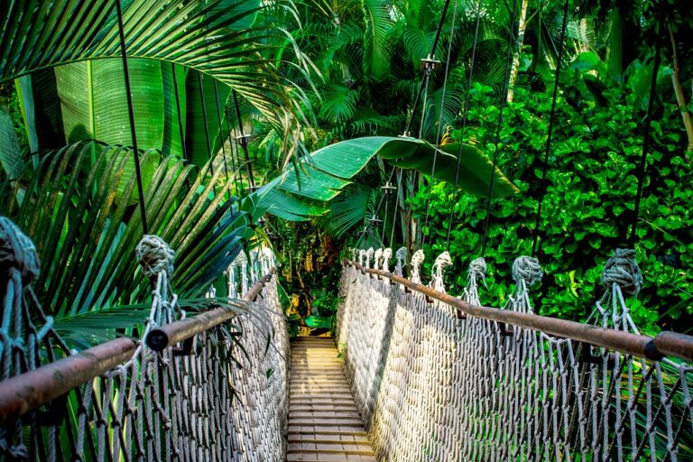 A suspension bridge made of ropes and wooden planks, surrounded by lush tropical greenery.
