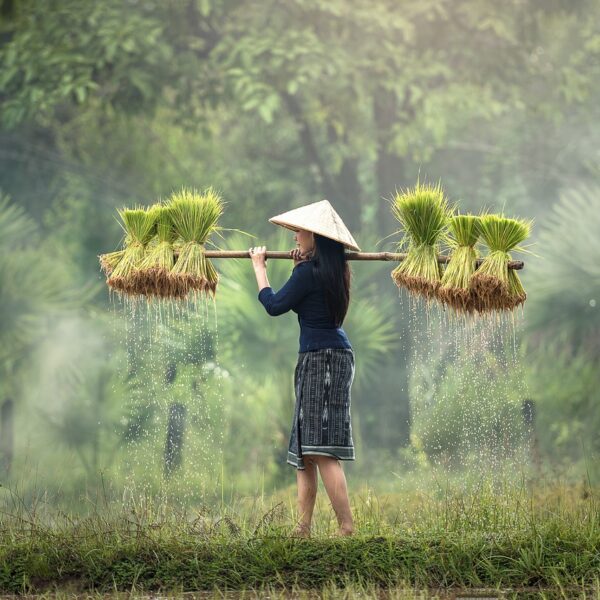 A person wearing a conical hat carries bundles of rice seedlings on a shoulder pole across a verdant field, with water droplets falling from the seedlings.