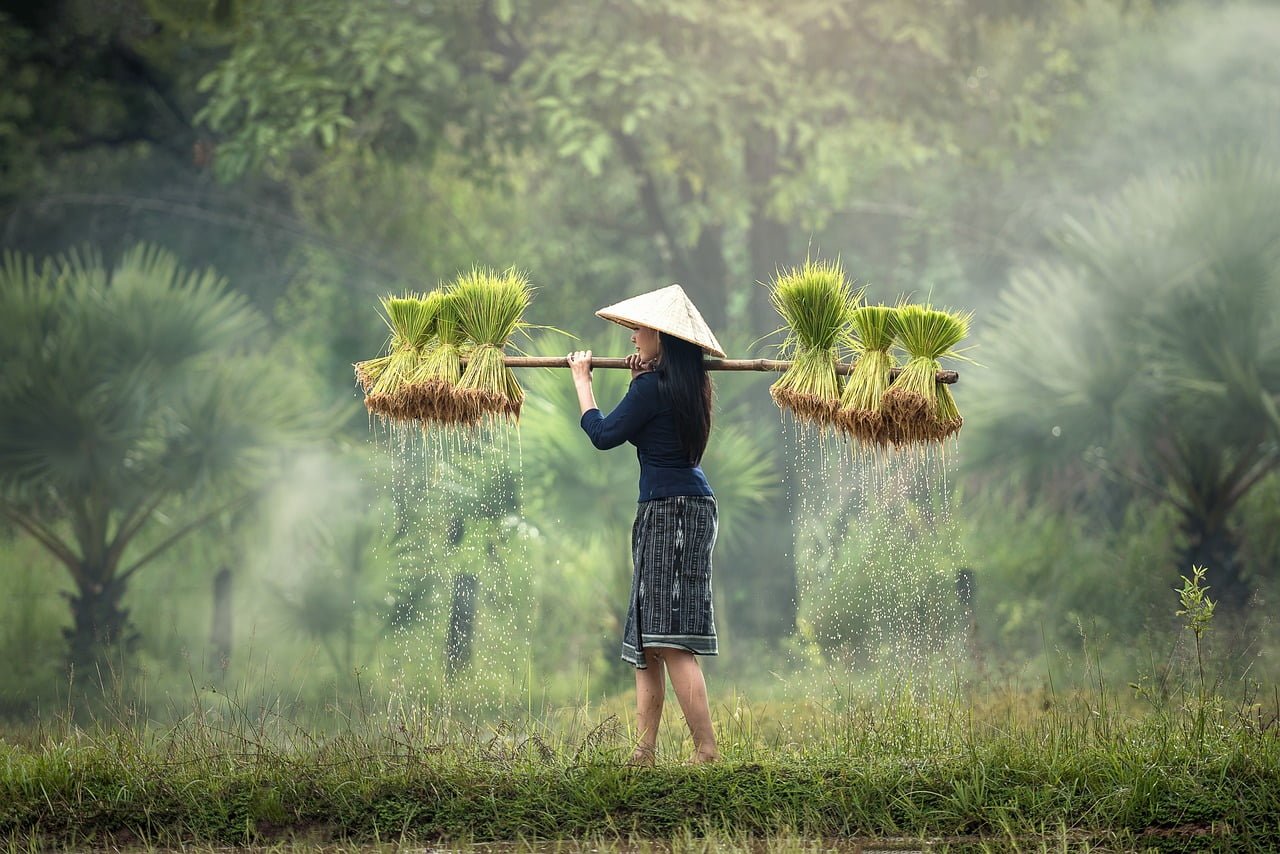A person wearing a conical hat carries bundles of rice seedlings on a shoulder pole across a verdant field, with water droplets falling from the seedlings.