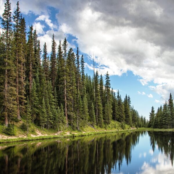 A serene mountain lake reflecting a dense forest of tall evergreen trees under a dynamic sky with fluffy clouds.
