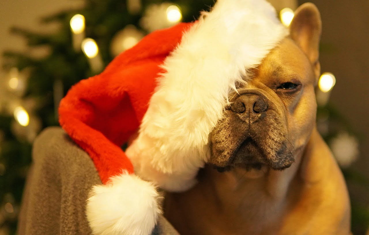 A French Bulldog wearing a Santa hat with a blurred Christmas tree and lights in the background.
