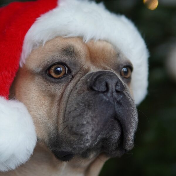 A close-up of a pug wearing a Santa hat with a blurred Christmas tree in the background.