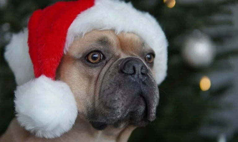 A close-up of a pug wearing a Santa hat with a blurred Christmas tree in the background.