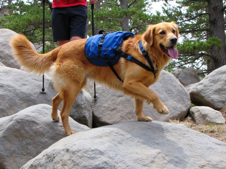 build dog endurance gradually